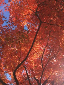 1213-h29-1-15%e6%9d%b1%e4%ba%ac%e5%80%8b%e5%88%a5%e7%9b%b8%e8%ab%87%e3%80%80%e5%8b%95%e7%94%bb%ef%bc%88%e5%bb%83%e5%a2%9f%e4%b8%8d%e5%8b%95%e7%94%a3%e6%8a%95%e8%b3%87-%e7%ac%ac36%e5%9b%9e%ef%bc%8f100